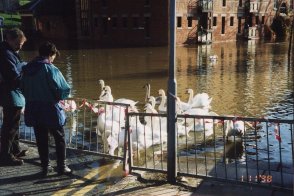 Swans on River