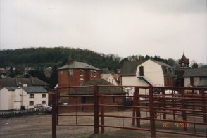 Cattle Market