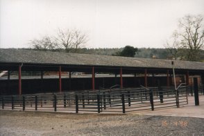 Cattle Market