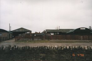 Cattle Market